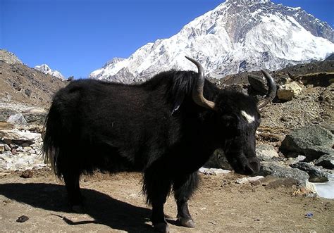 Wild Yak: Majestic Mountain Mammal with Unique Adaptations