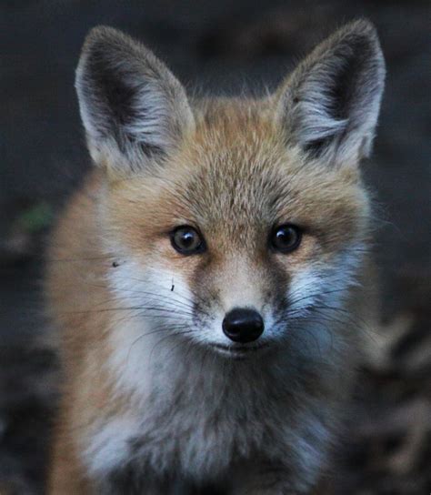 All of Nature: Baby Red Foxes at Springbrook