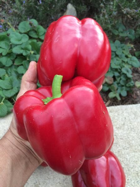 Pepper Varieties, Bell Pepper Varieties