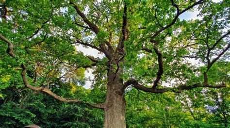 Taking Care of Your Oak Trees: When and How to Trim | Treenewal