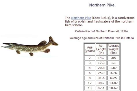 GC69FK4 Northern Pike - Going Fishin' in LOTW (Unknown Cache) in Manitoba, Canada created by ...