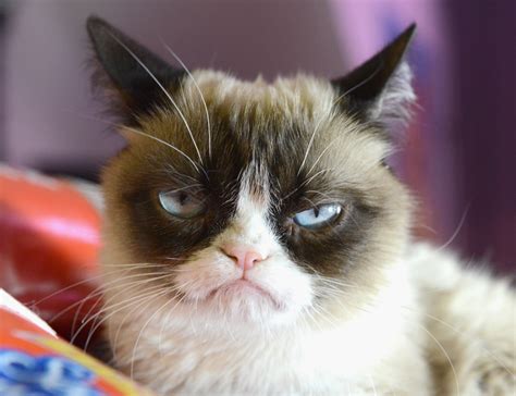 The world's grumpiest cat! 40+ Funniest Grumpy Cat Memes Pics | FallinPets