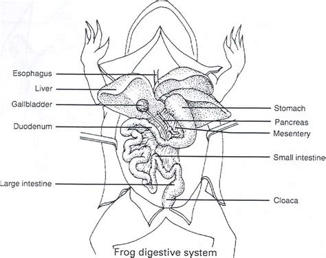 Frog Dissection Diagram Labeled Worksheet Martin Printable Calendars | Images and Photos finder