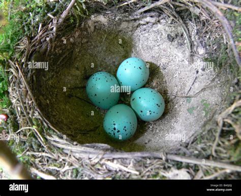 Wood Thrush Eggs