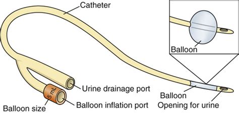 Parts of foley catheter