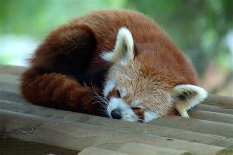 Sleeping Baby Red Panda