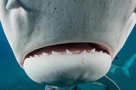 Shark week: Here’s the handy evolutionary hack that keeps shark teeth ...