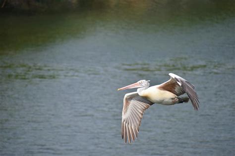 A Pelican Flying Above Water · Free Stock Photo