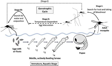 Anopheles mosquito lifecycle. Immature mosquitoes pass through aquatic... | Download Scientific ...