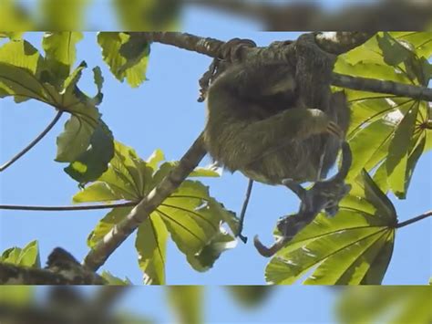 Sloth gives birth in a tree, baby ‘bungee jumps’ with umbilical cord - National | Globalnews.ca