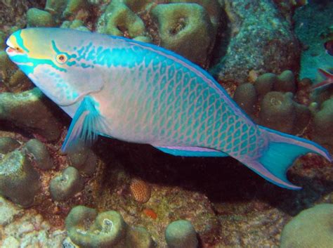 Queen Parrotfish Facts | Fishes Facts