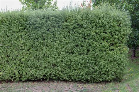 Pittosporum Hedge: 7 Best Pittosporum Varieties For Hedges