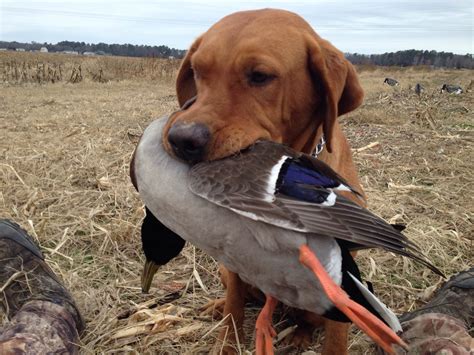 Mid Atlantic Fox Red Labrador Kennel