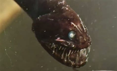 Video: Top 10 Mysterious Creatures That Live In The Deep Sea