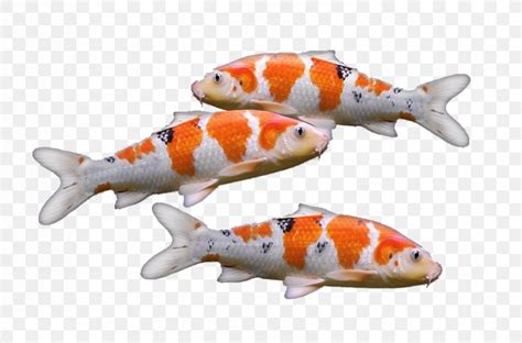 Koi Goldfish Carp Aquarium, PNG, 852x562px, Koi, Aquarium, Aquarium Fish Feed, Carp, Common Carp ...