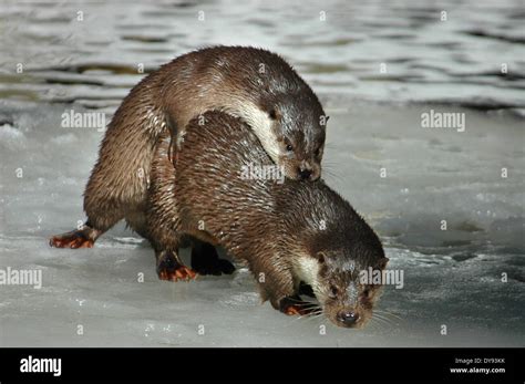 Otter Lutra lutra hairy-nosed otter mustelidae martens predators Stock ...