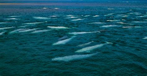 Fajarv: Swimming With Beluga Whales In Churchill Manitoba