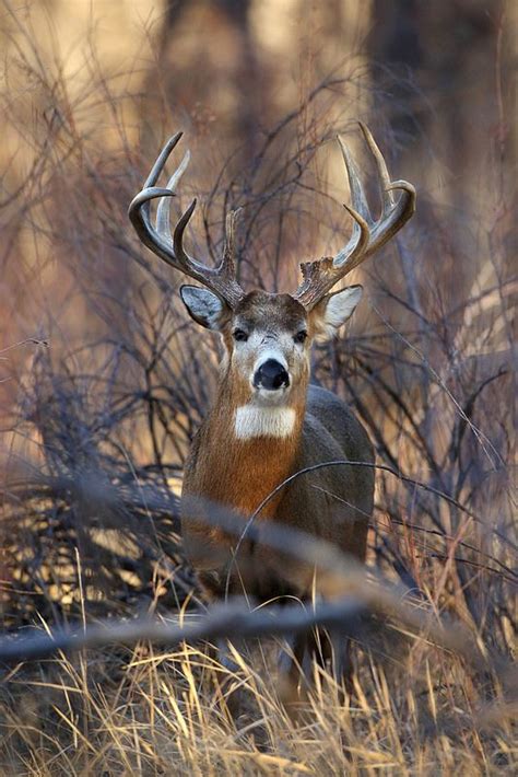 🔥 [50+] Big Whitetail Buck Wallpapers | WallpaperSafari