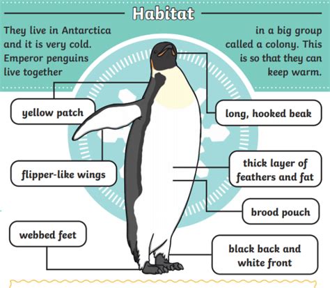 What is an Emperor Penguin? – Emperor Penguin Facts for Kids