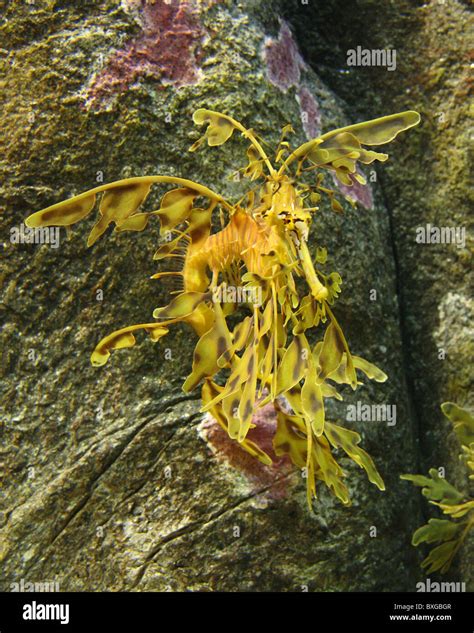 A Leafy Sea Dragon camouflaged Stock Photo - Alamy