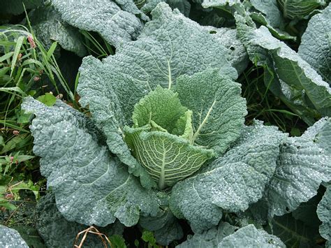 Savoy cabbage - Wikipedia