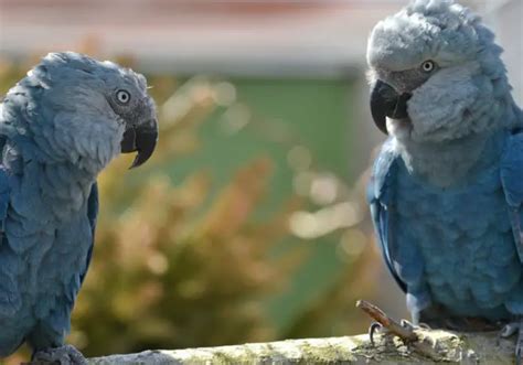 Spix's Macaw - Habitat Reproduction Behavior Health and Food