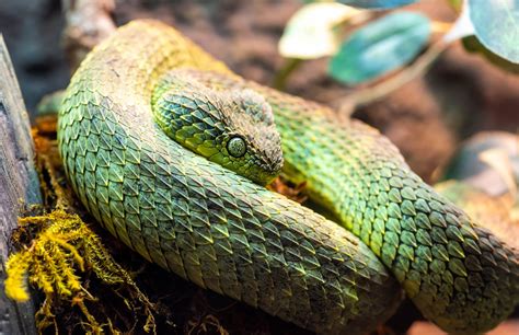 African Bush Viper | Seneca Park Zoo