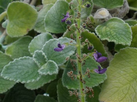 Plectranthus amboinicus (Lamiaceae) image 17690 at PhytoImages.siu.edu