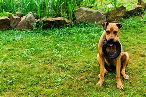 Boxweiler (Rottweiler & Boxer Mix): Info, Pictures, Characteristics & Facts | Hepper