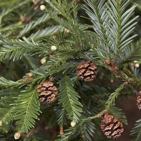 California Redwood Tree Seeds sequoia Sempervirens 5seeds - Etsy