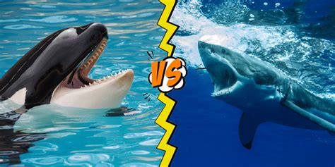 Killer Whale Vs Shark