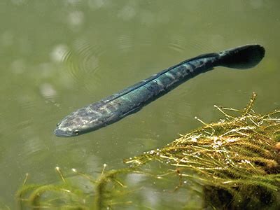 Giant Snakehead - Channa micropeltes