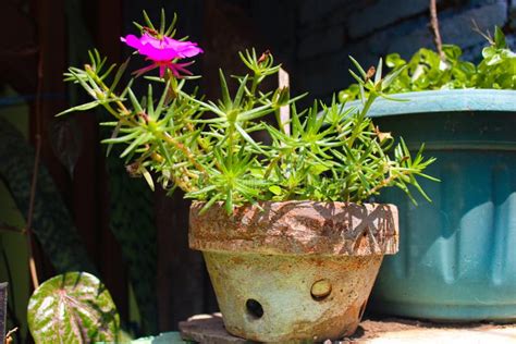 Moss Rose, Purslanes. Ten O Clock, Eleven Oâ€™Clock Flower, Mexican Rose. Fuchsia Flower Stock ...