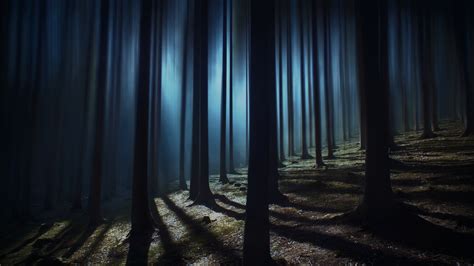 Dark Forest Background