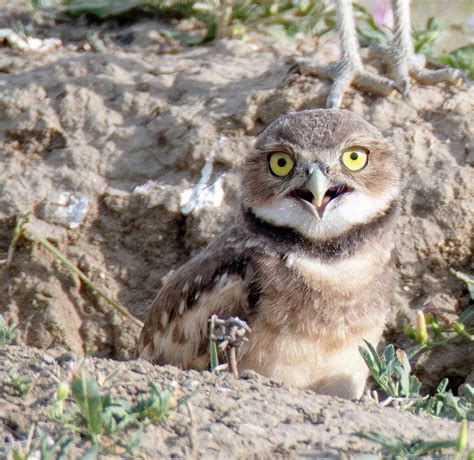 Baby Burrowing Owl Photograph by Bridget Waldron | Fine Art America