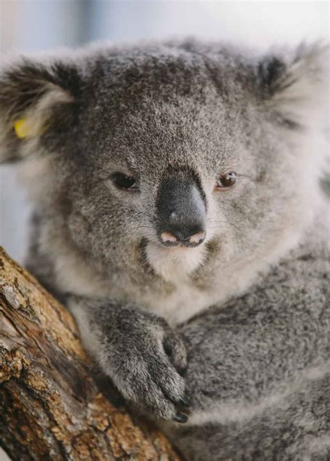 Plans For The World's First Koala Breeding Program Revealed