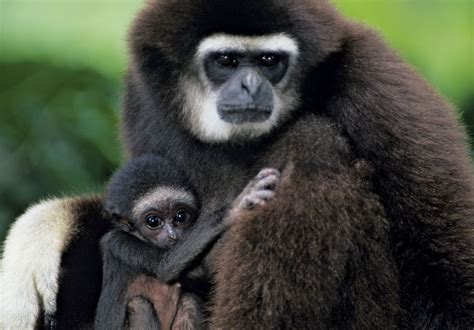 Gibbon | Types, Diet, & Facts | Britannica