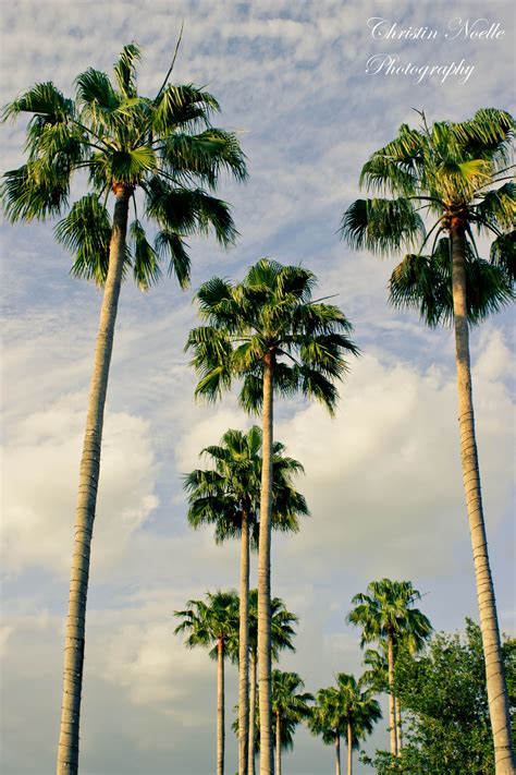 Palm Trees in Florida