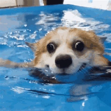 Happy Dog GIF - Happy Dog Swimming - Discover & Share GIFs