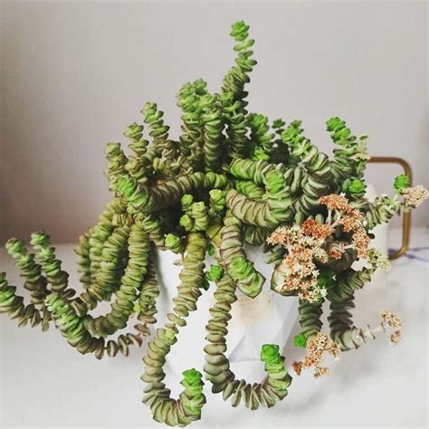 30 Types of Jade Plant | Best Jade Plant Varieties Pictures | Indoor ...