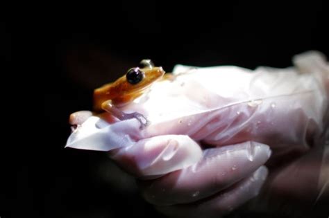 Amphibians are the most endangered animals on the planet