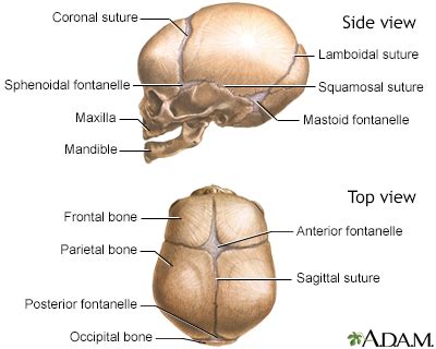 Cranial sutures Information | Mount Sinai - New York