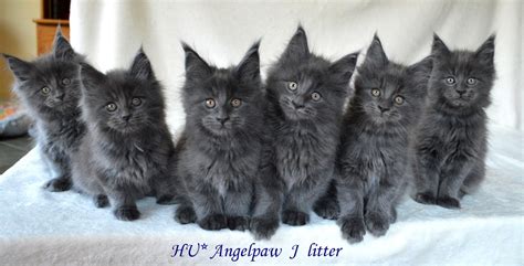 Newborn Blue Maine Coon Kittens - newborn kittens