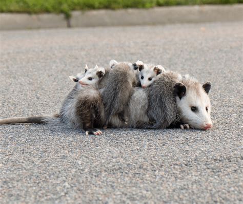 Creature Feature: Opossums – Earthwise: Environmental Services Resources