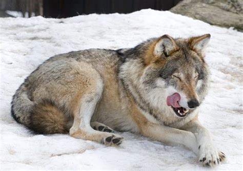 Do Wolf-Dog Hybrids Make Good Pets? - PetHelpful