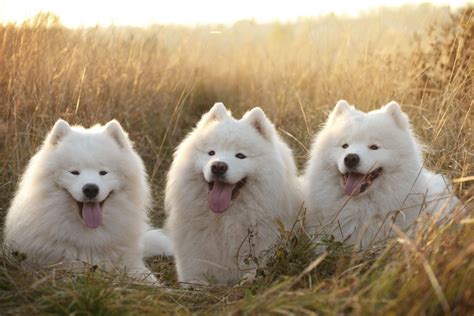 Samoyed - Full Profile, History, and Care