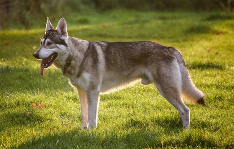 Wolf Dog Breeds - Top Guide & Facts - Animal Corner