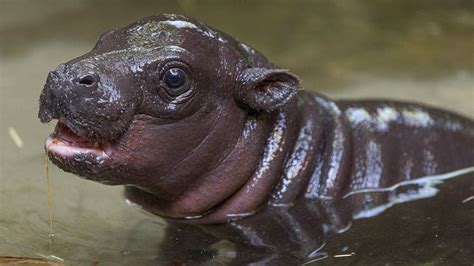 Baby pygmy hippo born at San Diego Zoo, conquers the internet with cuteness | Live Science