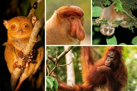 12 Incredible Borneo Animals and the Best Places to See Borneo Wildlife