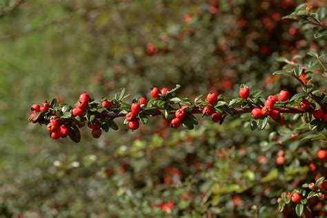 Firethorn Fall Shrub - Free photo on Pixabay - Pixabay